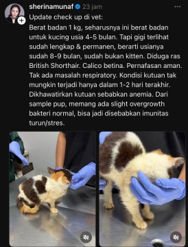 Sherina Munaf Selamatkan Kucing Uya Kuya (Threads)